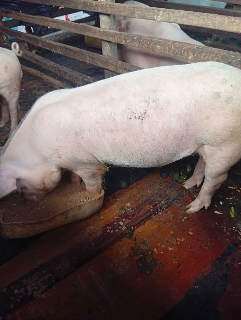 Gallery Photo 1 - Marketplace | Healthy Pigs For Sale – Ready For Market! 🐖, Mile 15 (Bolifamba), Buea, Cameroon | Pets & Animals  > Other supplies