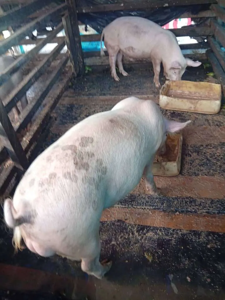 Gallery Photo 2 - Marketplace | Healthy Pigs For Sale – Ready For Market! 🐖, Mile 15 (Bolifamba), Buea, Cameroon | Pets & Animals  > Other supplies