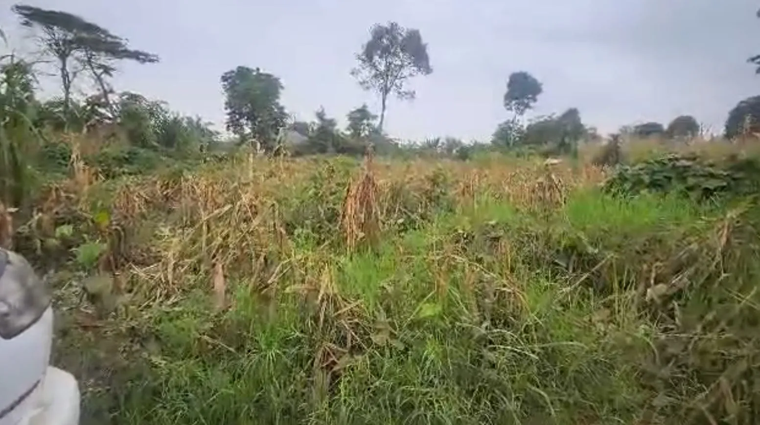 Main Photo - Real Estate | Land For Sale | Prime Real Estate Opportunity In Bokwai 🏡, Bokwai, Buea, Cameroon