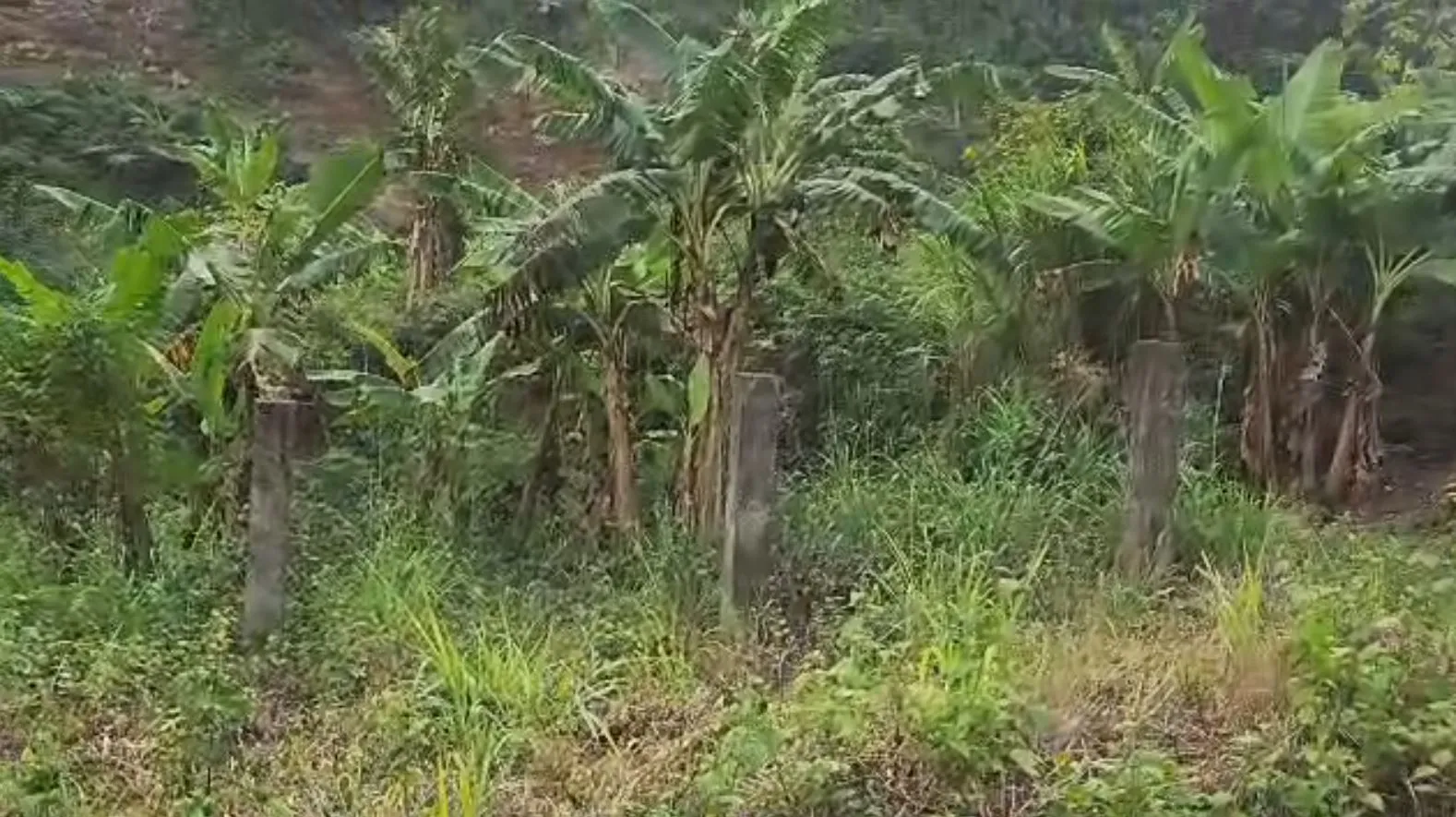 Main Photo - Real Estate | Land For Sale | Breathtaking Ocean View Property For Sale In Limbe 🌊, Mukunda, Limbé, Cameroon