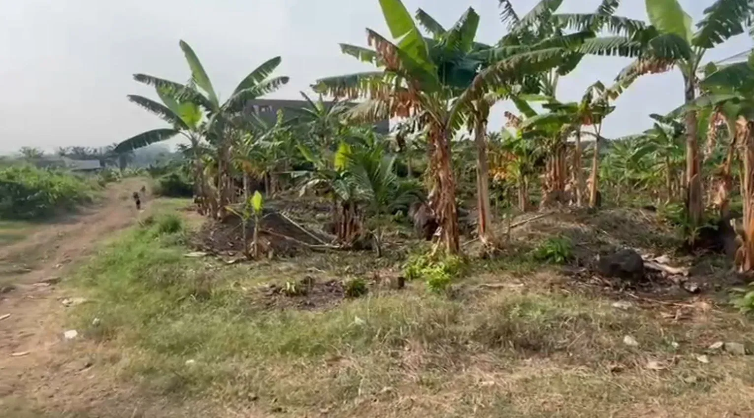 Main Photo - Real Estate | Land For Sale | Land For Sale – Likomba, directly behind Daliko, Likomba,, Tiko, Cameroon