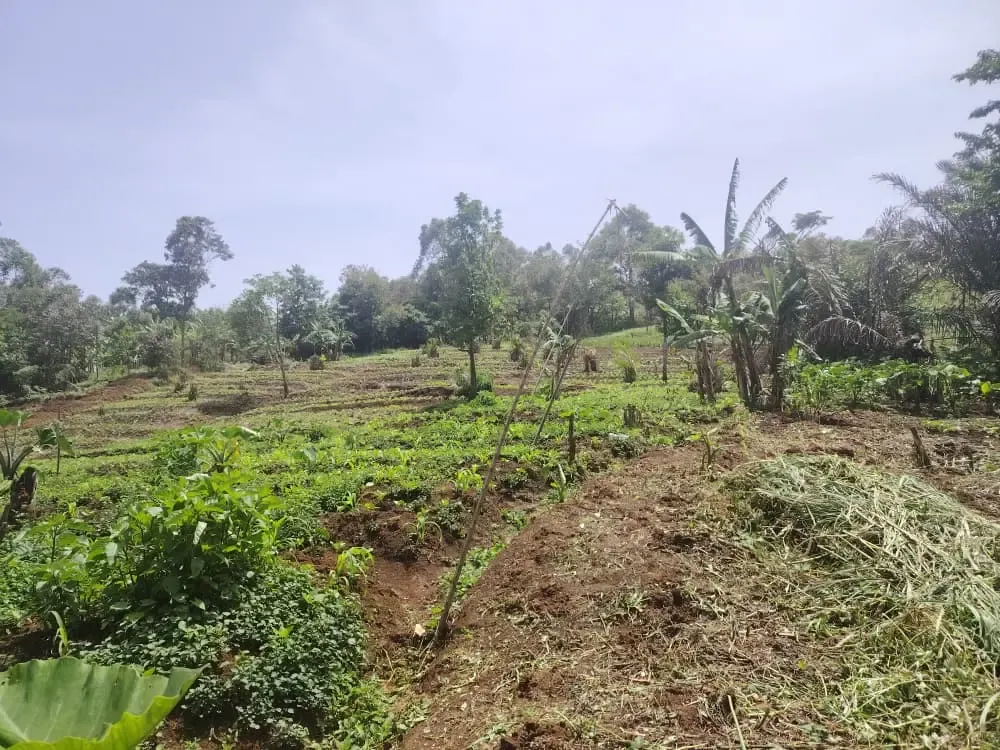 Main Photo - Real Estate | Land For Sale | Land For Sale – Mendankwe Upstation, Bamenda 🇨🇲 🌍🏡, Up station, Bamenda, Cameroon