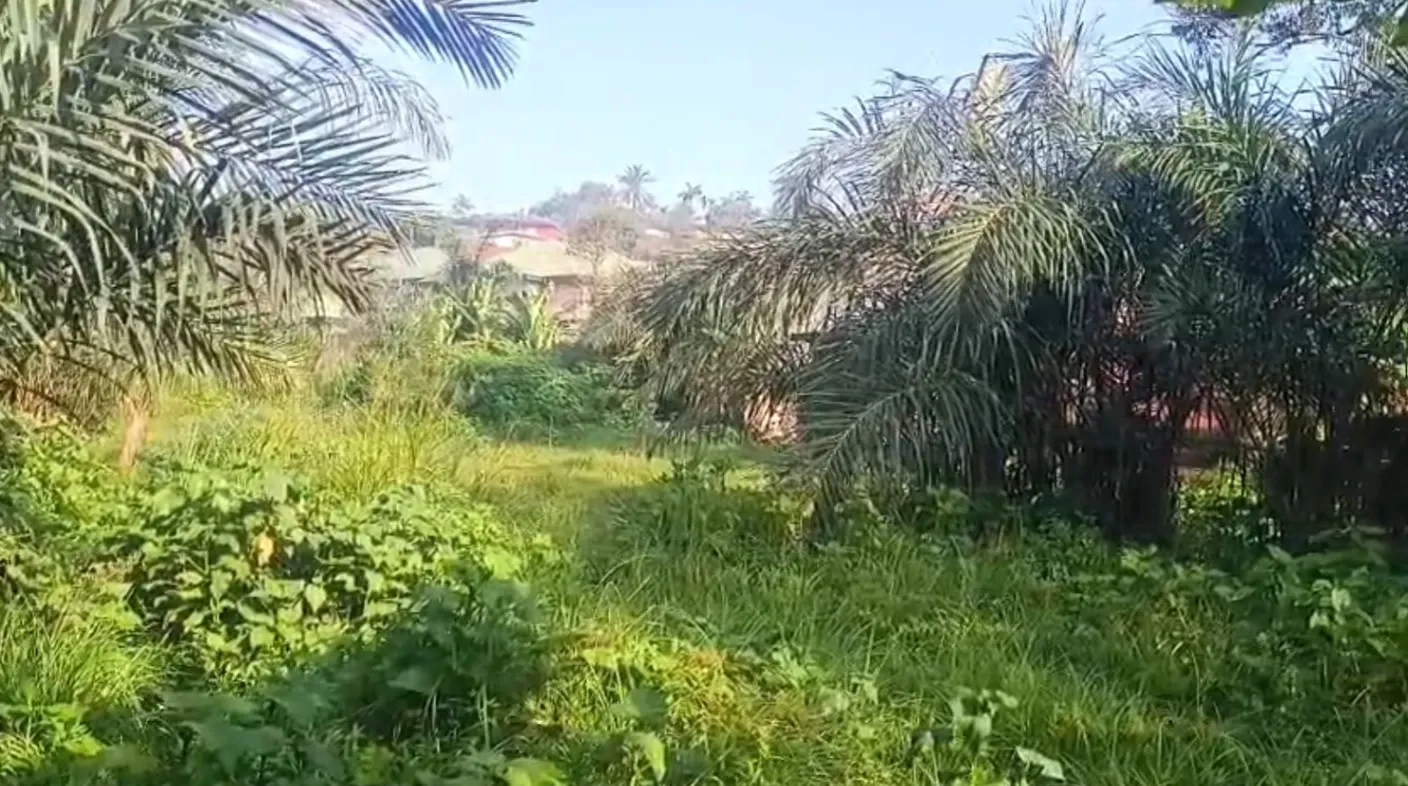 Main Photo - Real Estate | Land For Sale | Land For Sale – Mile 3 Nkwen, Bamenda 🚨, Nkwen, Bamenda, Cameroon